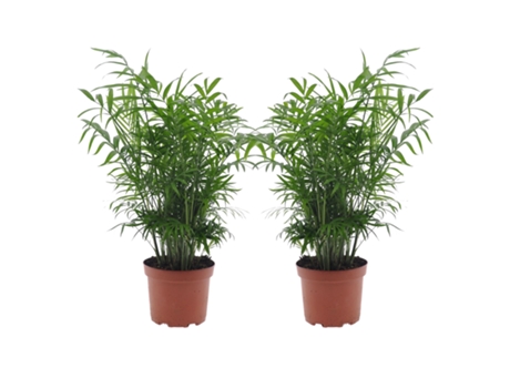Palmeras - PLANT IN A BOX - Chamaedorea elegans - Set de 2 - Maceta 17cm - Altura 50-60cm