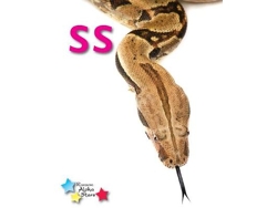 Libro Alpha Stars ss de Stephen Rickard (Inglés)