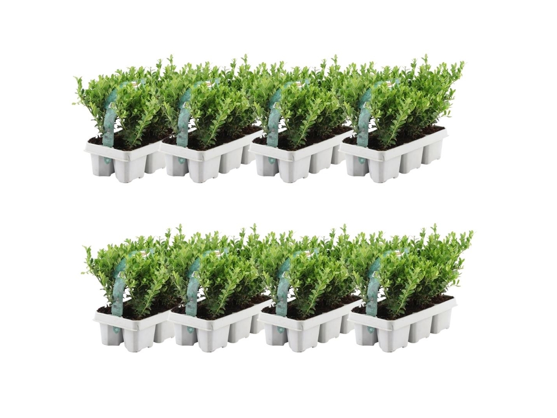 48 Acebo | Plantas de setos resistentes | 48 x Ø7 cm - 15 cm Ilex crenata Jenny | Plantas de seto | Reemplazo de boj