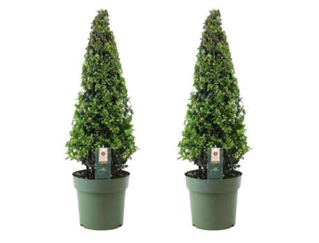 Arbustos - PLANT IN A BOX - Ilex crenata 'Jenny' - Set de 2 - Maceta 21cm - Altura 60-70cm