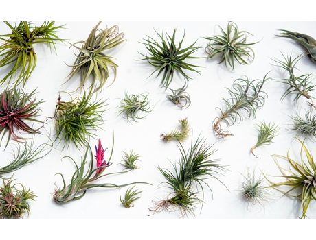 Air plants - PLANT IN A BOX - Tillandsia - Set de 24 - Maceta 5cm - Altura 5-15cm