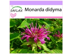 SAFLAX Bergamota silvestre 20 semillas Monarda didyma