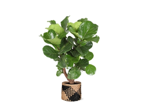 Planta de tabaco ramificada ficus lyrata 1 pieza 110 cm