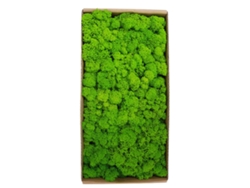 Accesorios de decoración de espuma para paisajes en miniatura, espuma inmortal para pared y césped verde