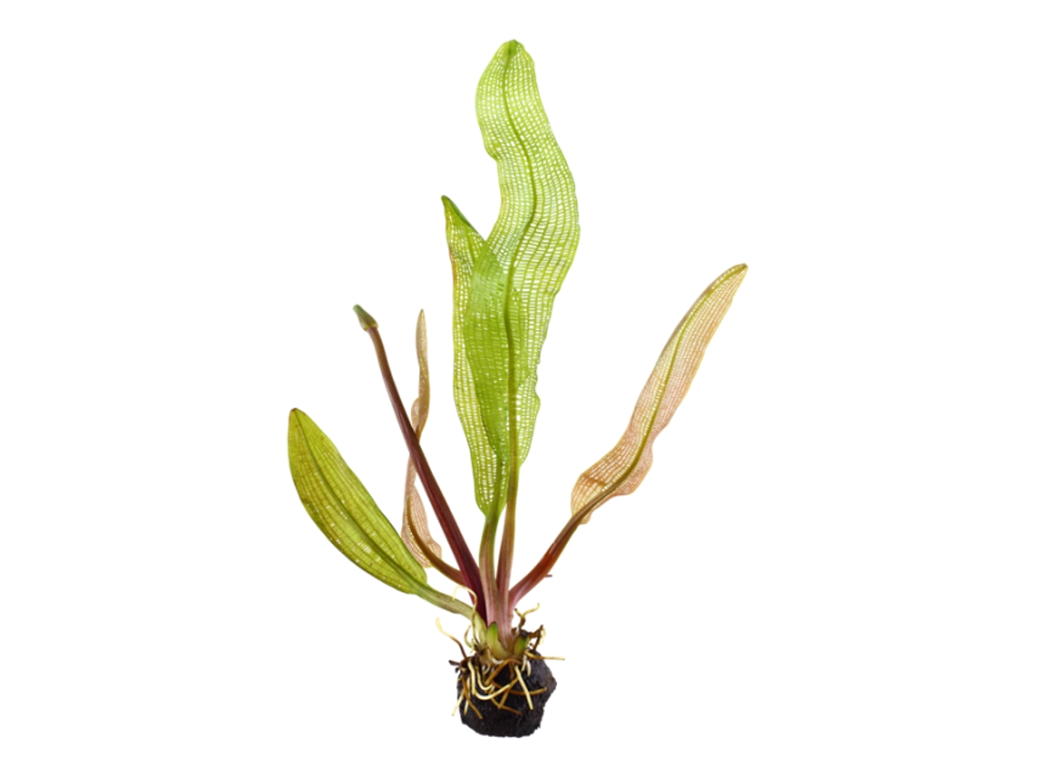 Aponogeton Madagascariensis