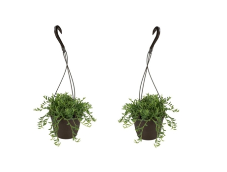 Hanging plants - PLANT IN A BOX - Senecio radicans - Set de 2 - Maceta 12cm - Altura 10-20cm