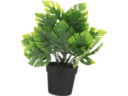 Mini bonsái monstera, planta, mesa de baño interior, maceta de plástico. Gokoco