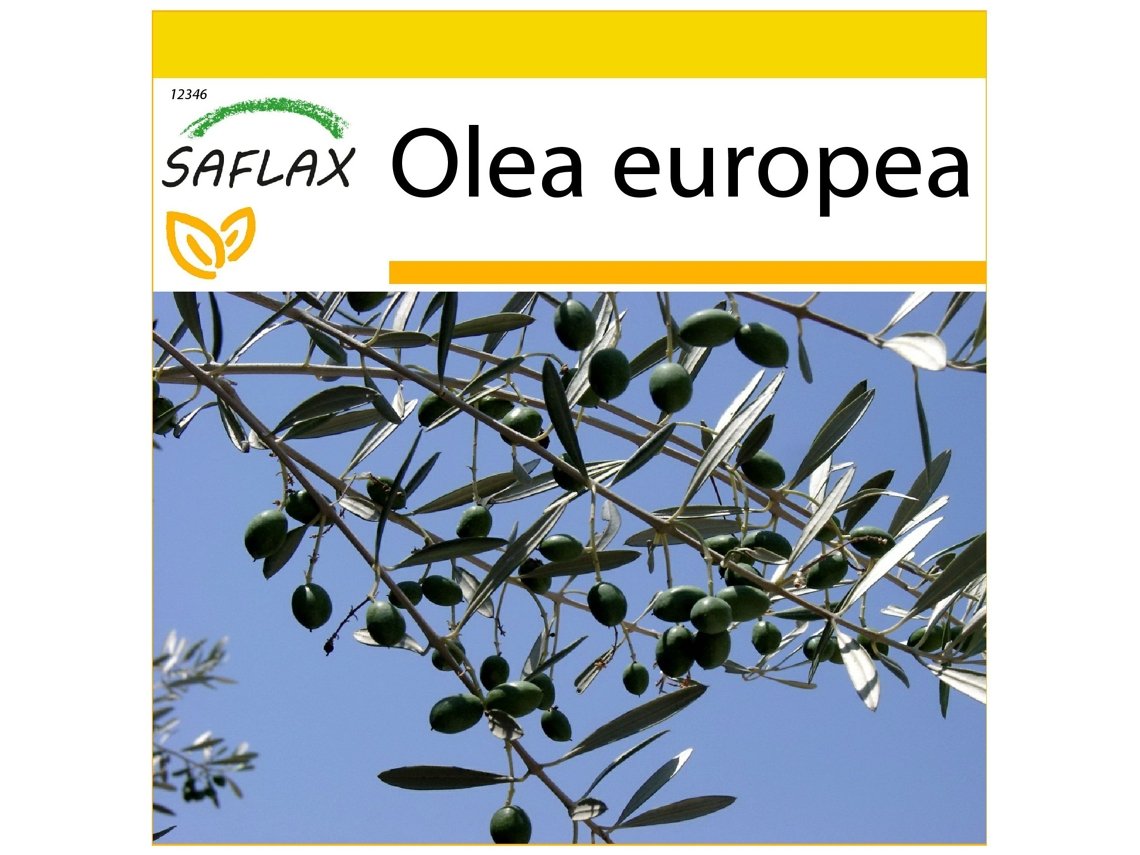 SAFLAX Conjunto de cultivo Olivo 20 semillas Con mini invernadero, sustrato de cultivo y 2 macetas Olea europea