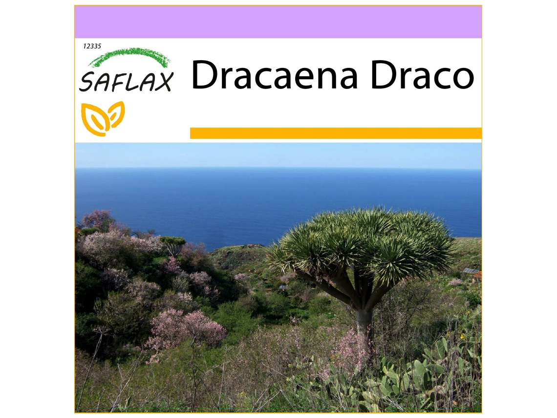 SAFLAX Drago de Canarias 5 semillas Dracaena Draco