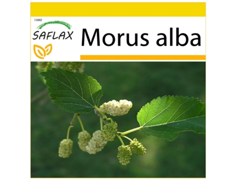 SAFLAX Conjunto de cultivo Morera blanca 200 semillas Con mini invernadero, sustrato de cultivo y 2 macetas Morus alba