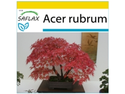 SAFLAX Conjunto de cultivo Arce rojo 20 semillas Con mini invernadero, sustrato de cultivo y 2 macetas Acer rubrum