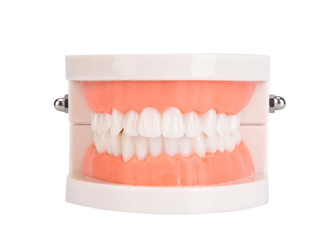 Modelo De Dientes Para Niños De Jardín De Infantes Modelo De Cepillado Dental Educación Bucal