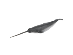 Ats-figura De Narval De Plástico Sólido Modelo De Animal Marino Juguete Educativo Para Niños