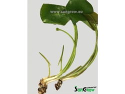 Nuphar Japonica Spatterdock