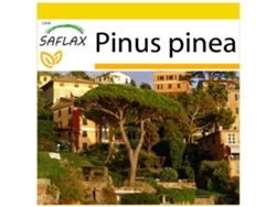 SAFLAX Conjunto de cultivo Pinos piñoneros 6 semillas Con mini invernadero, sustrato de cultivo y 2 macetas Pinus pinea