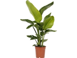 Planta Natural BIOMAPLANTS Strelitzia Nicolai (80-90 cm)