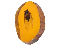 Piedra De Resina Con Insecto Ámbar Naranja, Adorno De Resina Único Para Decoración Y Regalo.