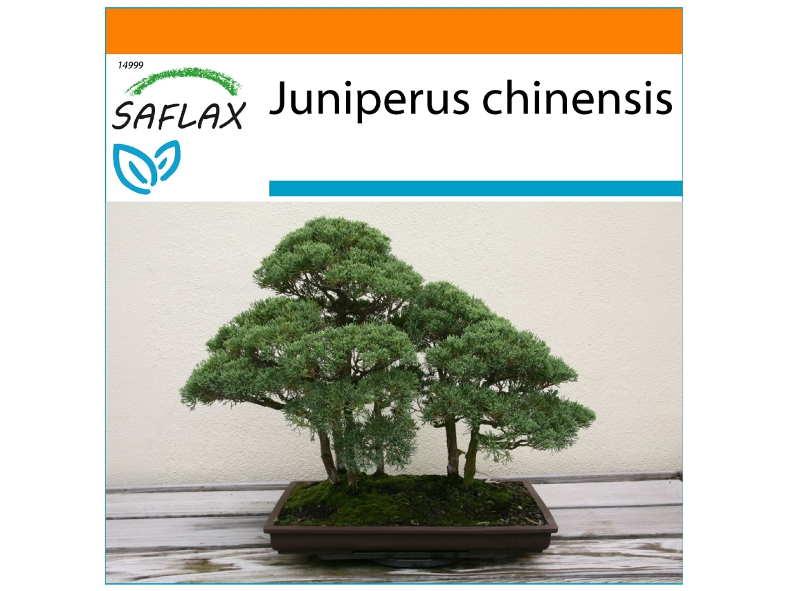 SAFLAX Garden in the bag Enebro de la China 30 semillas Con sustrato de cultivo en una práctica bolsa automontable Juniperus chinensis