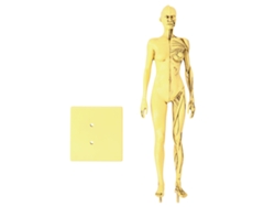 Modelo Anatómico De Músculos Humanos En Resina Para La Enseñanza Y El Dibujo Con Detalles De Músculos Y Huesos.