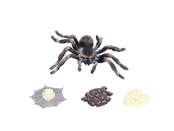 Modelo Del Ciclo De Crecimiento De La Araña, Figura De Insecto Del Ciclo De Vida, Juguete Realista Para Niños