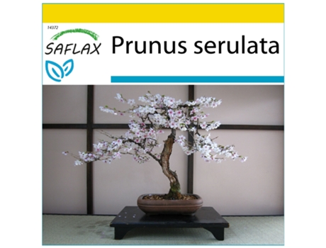 SAFLAX Conjunto de cultivo Cerezo japonés 30 semillas Con mini invernadero, sustrato de cultivo y 2 macetas Prunus serulata