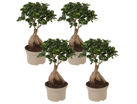 Bonsáis - PLANT IN A BOX - Ficus microcarpa Ginseng - Set de 4 - Maceta 12cm - Altura 30-40cm