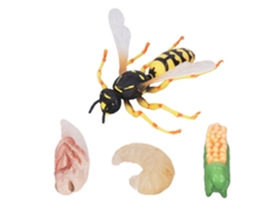 Modelo Del Ciclo De Crecimiento De La Abeja Y La Avispa Para La Educación Infantil Temprana. Juguete De Regalo Para Niños.