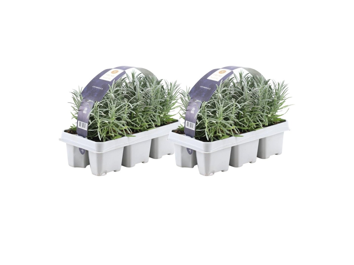 Lavanda azul 12 Lavanda angustifolia - plantas de lavanda resistentes - lavanda verdadera - plantas de jardín - 12 x Ø7 cm - 15 cm