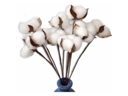 30 Tallos De Algodón Natural Seco De 30 Cm Con Vainas Reales Para Decoración Rústica Y Bodas.