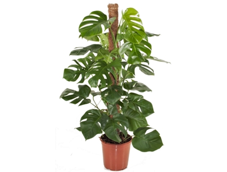 Plantas verdes - PLANT IN A BOX - Monstera Deliciosa - Set de 1 - Maceta 24cm - Altura 120-130cm