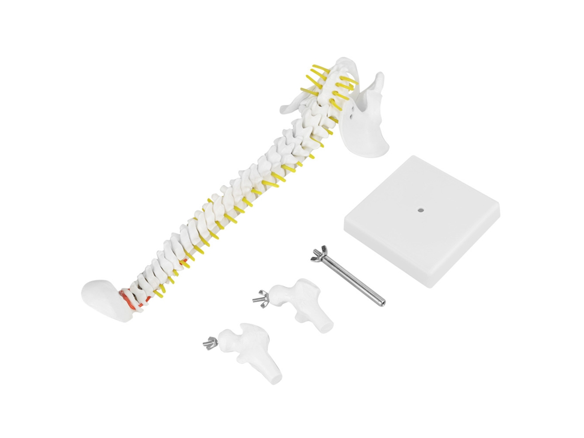 Modelo Flexible Y Desmontable De Columna Vertebral Humana De 38 Cm Para El Estudio Y La Enseñanza De La Anatomía Ósea.