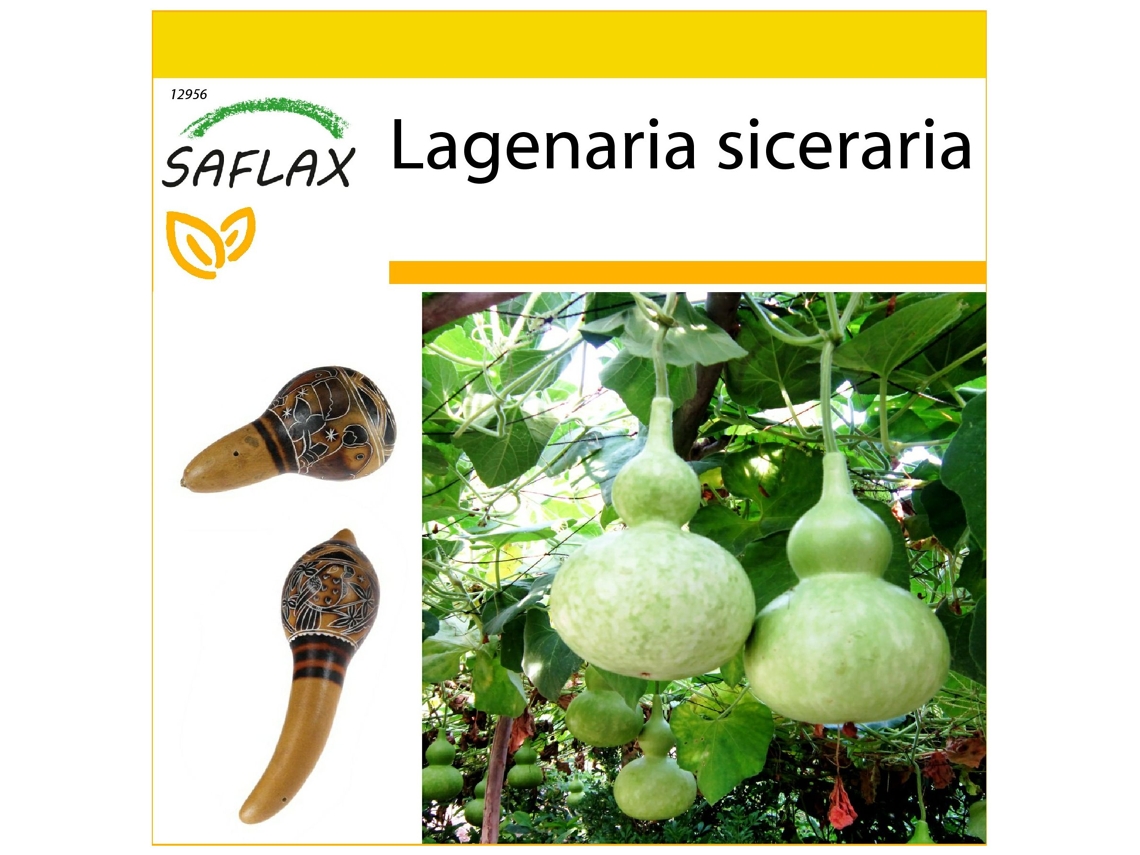 SAFLAX Conjunto de cultivo Calabaza de peregrino 15 semillas Con mini invernadero, sustrato de cultivo y 2 macetas Lagenaria siceraria