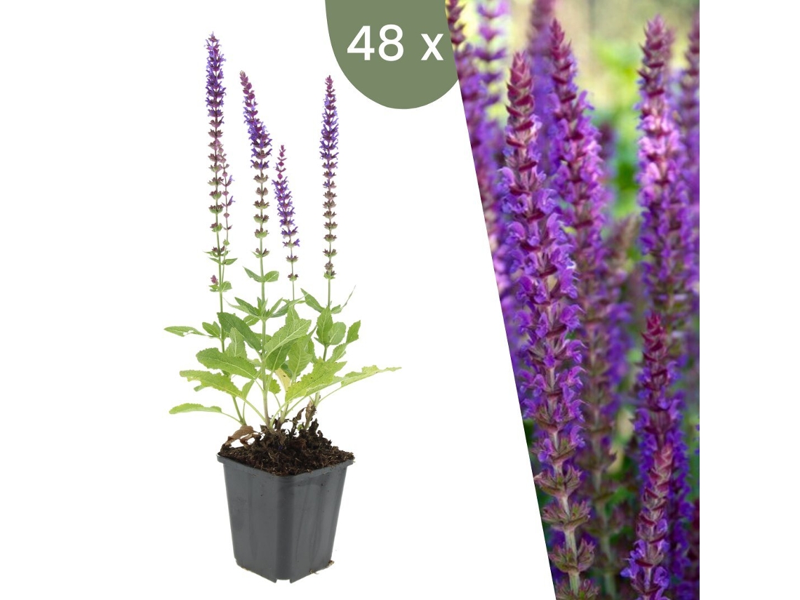 | 48 Plantas De Sálvia | Salvia Nemorosa Ostfriesland | Cobertura Del Suelo Hardy | Perenes Hardy | Plantas De Jardín Hardy Plants By Frank