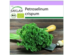 SAFLAX Ecológico Perejil rizado 800 semillas Petroselinum crispum