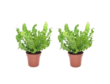 Plantas verdes - PLANT IN A BOX - Asplenium nidus 'Crispy Wave' - Set de 2 - Maceta 12cm - Altura 25-40cm