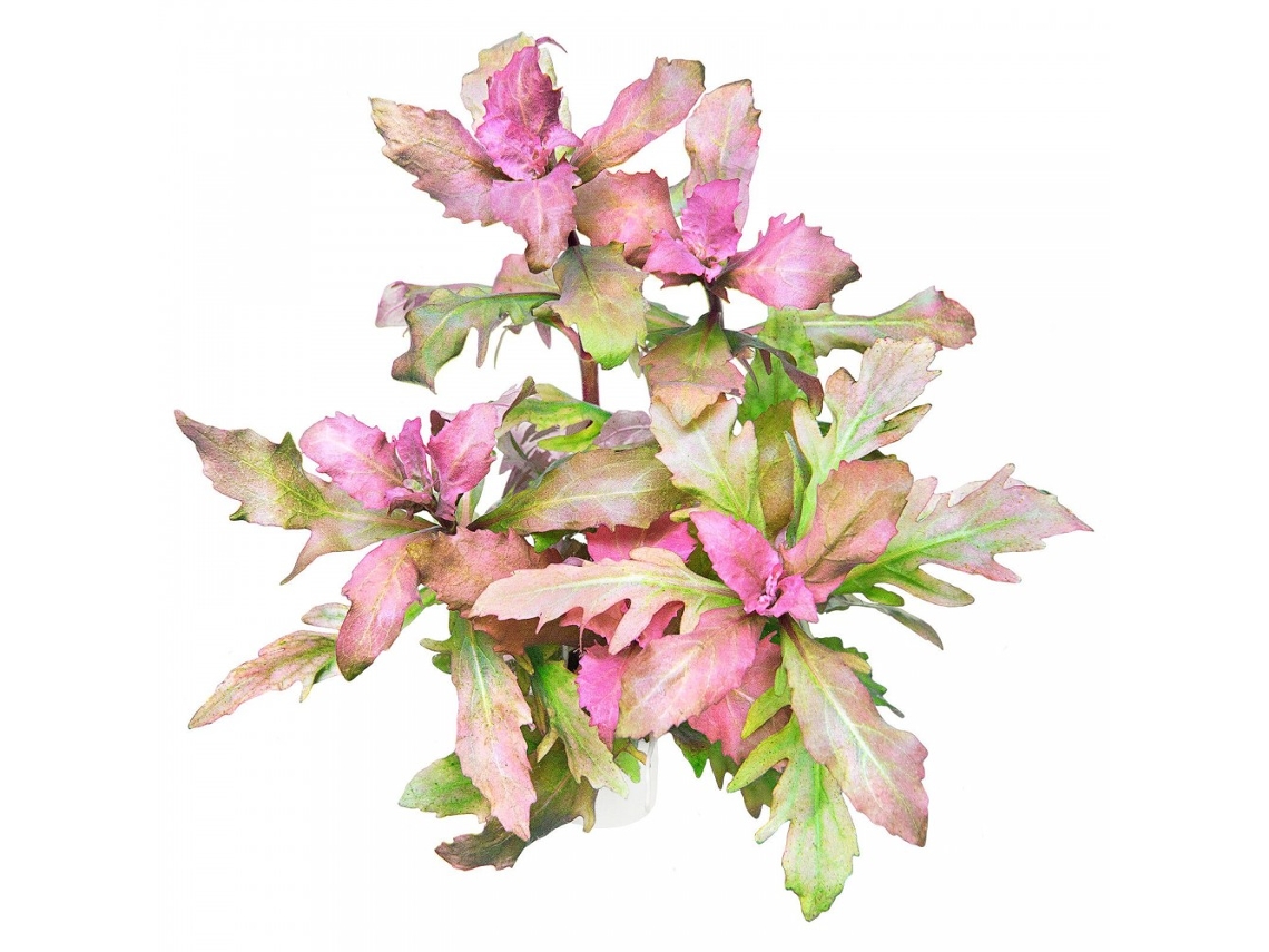 Hygrophila Triflora