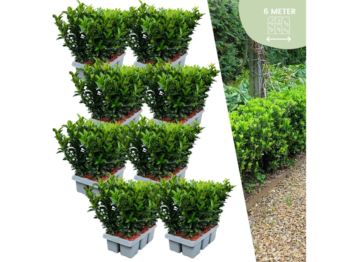 48 plantas de seto de huso verde | Euonymus japonicus Aguja verde | reemplazo de boj | plantas de seto resistentes