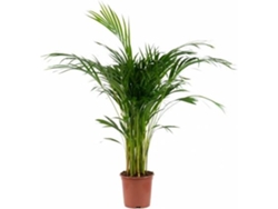 Planta Natural BIOMAPLANTS Areca (80-90 cm)