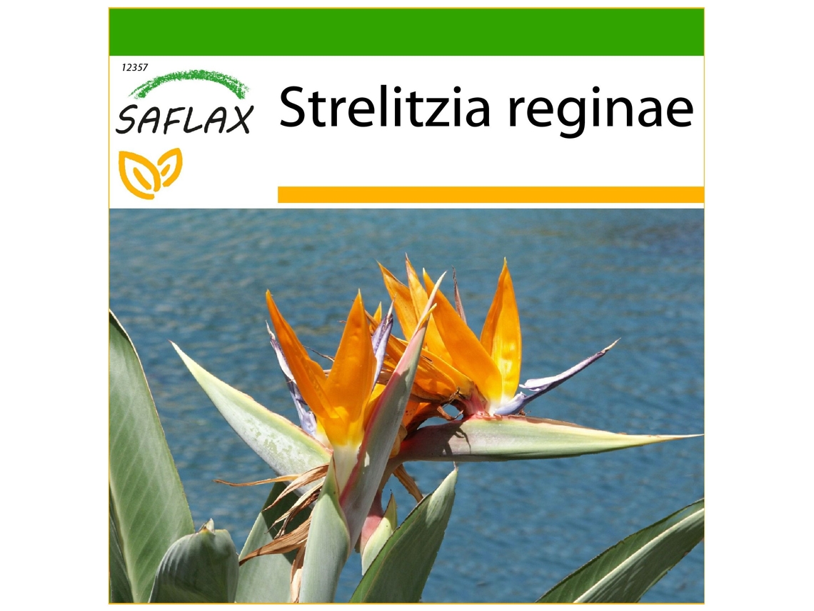 SAFLAX Ave del paraíso 5 semillas Con sustrato de cultivo libre de gérmenes Strelitzia reginae