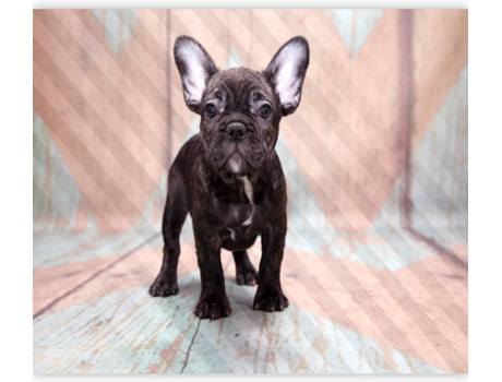 Papel de Pared ARTGEIST French Bulldog (450x315 cm)