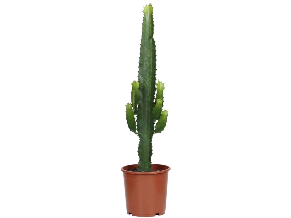 Planta Natural BIOMAPLANTS Euphorbia Acrurensis (50-60 cm - Maceta 17 cm)