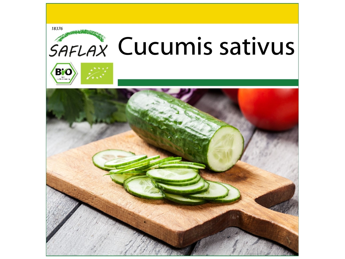 SAFLAX Conjunto de cultivo Ecológico Pepino Marketmore 20 semillas Con mini invernadero, sustrato de cultivo y 2 macetas Cucumis sativus