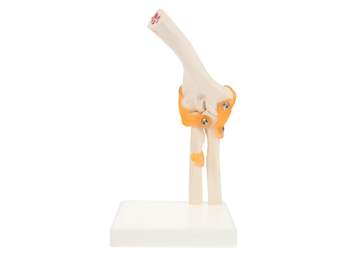 Modelo Anatômico De Cotovelo Em Pvc Sobre Uma Base