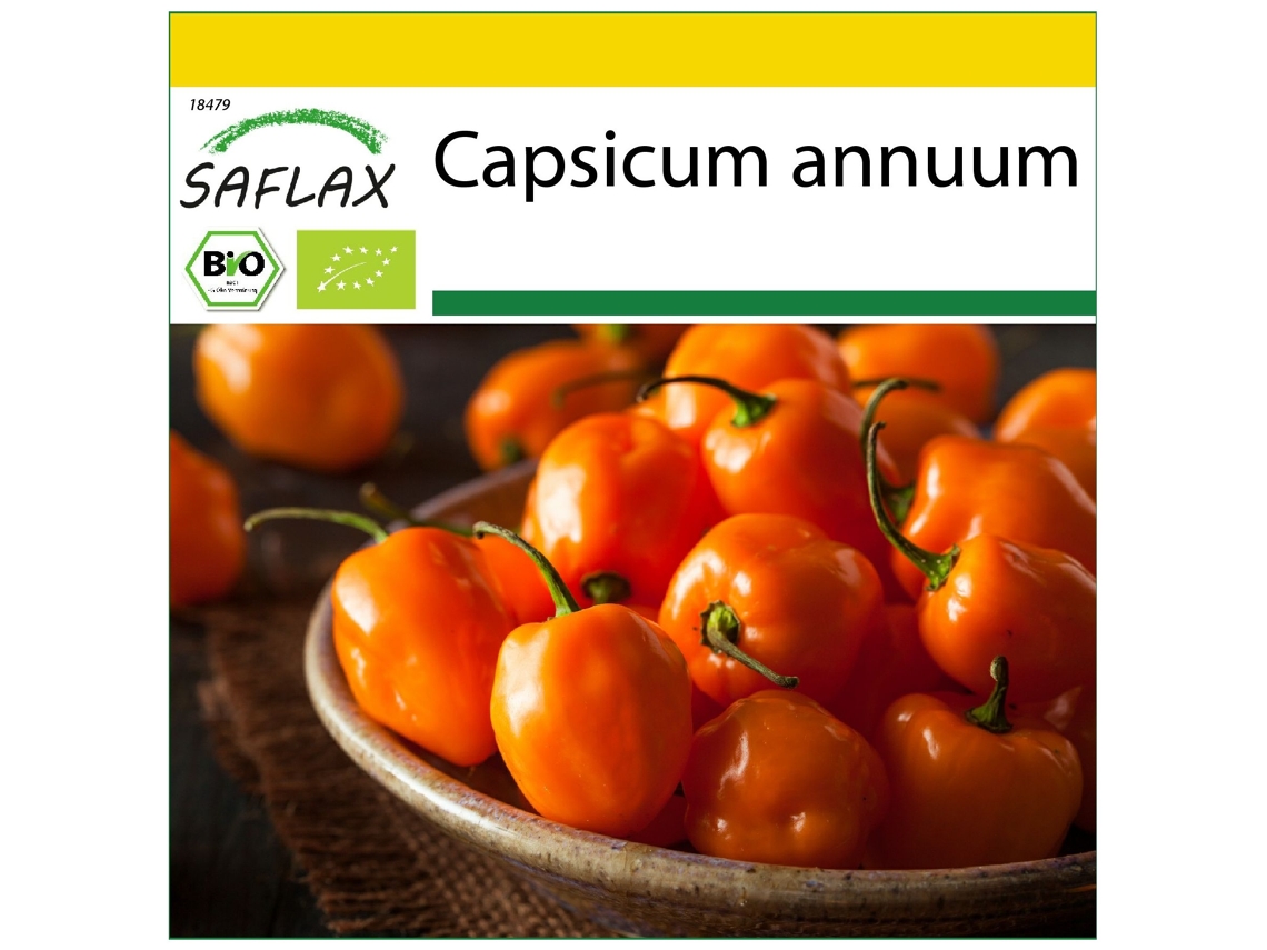 SAFLAX Conjunto de cultivo Ecológico Chile Orégano Habanero 20 semillas Con mini invernadero, sustrato de cultivo y 2 macetas Capsicum annuum