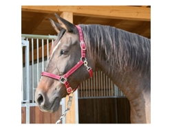 Cabezada completa 2 ajustes Kerbl mustang