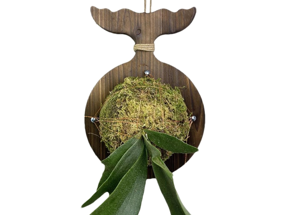 Soporte De Pared Para Helecho Cuerno De Ciervo | Plantación De Platycerium Y Orquídeas | Decoración Con Plantas