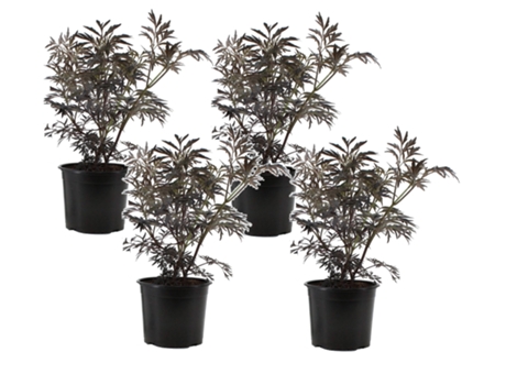 Arbustos - PLANT IN A BOX - Sambucus nigra 'Black Lace' - Set de 4 - Maceta 17cm - Altura 25-40cm