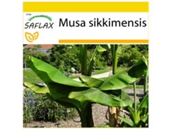 SAFLAX Conjunto de cultivo Bananero Darjeeling 5 semillas Con mini invernadero, sustrato de cultivo y 2 macetas Musa sikkimensis