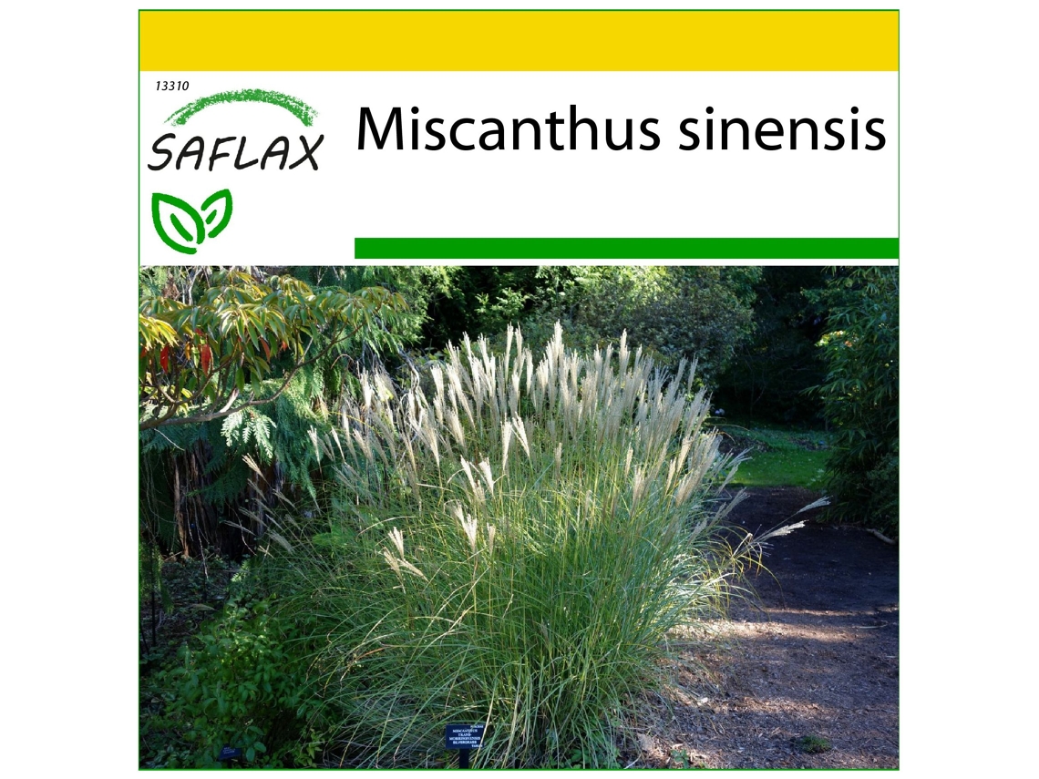 SAFLAX Conjunto de cultivo Plateado chino 200 semillas Con mini invernadero, sustrato de cultivo y 2 macetas Miscanthus sinensis