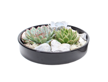 Cactus y suculentas - PLANT IN A BOX - Echeveria lilacina - Set de 1 - Maceta 0cm - Altura 8cm
